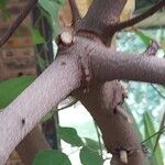 Mucuna pruriens Bark