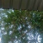 Schinus terebinthifolia Foglia