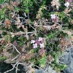 Thymus hyemalis Flower