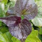 Viola labradorica Leaf