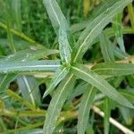 Oenothera stricta Leaf