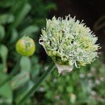 Allium ampeloprasum Flower