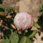Rosa abietina Žiedas