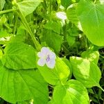 Asystasia intrusa Kwiat