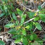 Davilla rugosa Leaf