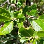 Salix breviserrata Likasa