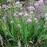 Knautia godetii Other