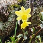 Narcissus assoanus Floare