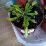 Dionaea muscipulaFeuille