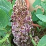 Orobanche minor Feuille