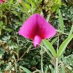 Lathyrus tingitanus Floare
