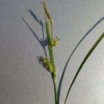 Carex hirta Цвят