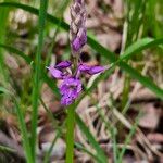 Orchis masculaᱵᱟᱦᱟ