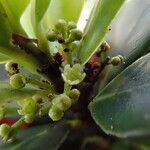 Peripterygia marginata 花