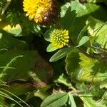 Trifolium badium Yeri