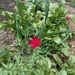 Linum grandiflorumBlüte