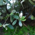 Leptospermum laevigatum Blad