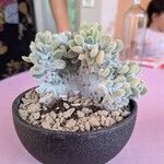 Echeveria pulvinata Кветка