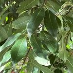 Quercus myrsinifolia Leaf