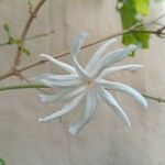 Jasminum laurifolium Blomst