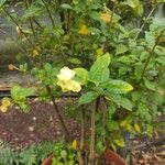 Brunfelsia americana Flower