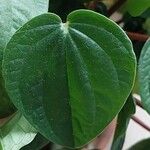 Peperomia pellucida List