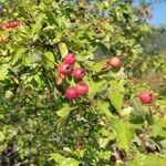 Crataegus rhipidophylla Gand.Fruit