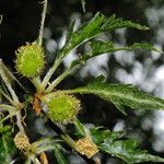 Quercus cerris Φύλλο