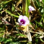 Ipomoea triloba Λουλούδι
