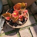 Begonia cucullata Kukka