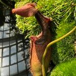 Nepenthes truncata Květ