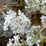 Sedum album Кветка