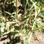 Helichrysum foetidum Blatt