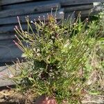 Epilobium coloratum Leaf