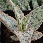 Aloe rauhii Лист