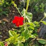 Hibiscus aponeurus Kvet