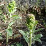 Phacelia hastata Hábitos