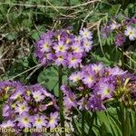 Primula auriculata Hábito