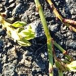 Polygonum maritimum Azala