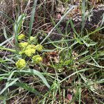 Lomatium triternatum Habit