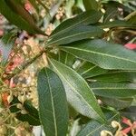 Pieris formosa Likasa