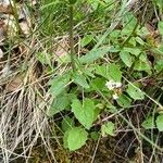 Valeriana tripteris ഇല