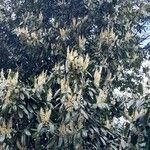 Prunus laurocerasus Агульны выгляд