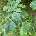 Corylus cornuta 叶