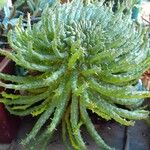 Euphorbia caput-medusae Blatt