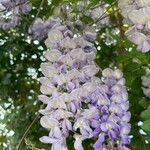 Wisteria floribundaКвітка