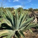 Agave americanaLiść