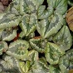 Cyclamen coum Leaf