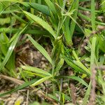 Linaria chalepensis Liść