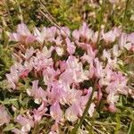 Trifolium uniflorum Flower